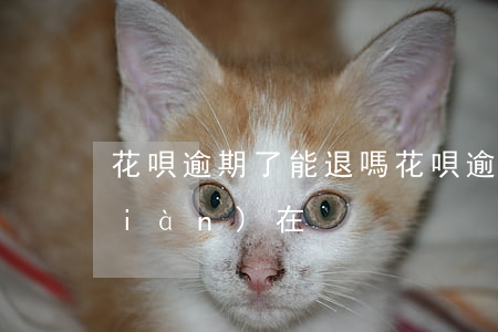 花唄逾期了能退嗎(花唄逾期了能退嗎現(xiàn)在)