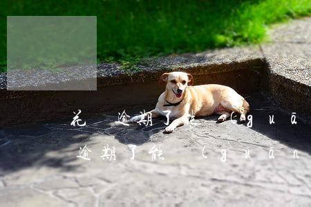 花唄逾期了能關(guān)閉花唄嗎(花唄逾期了能關(guān)閉花唄嗎)