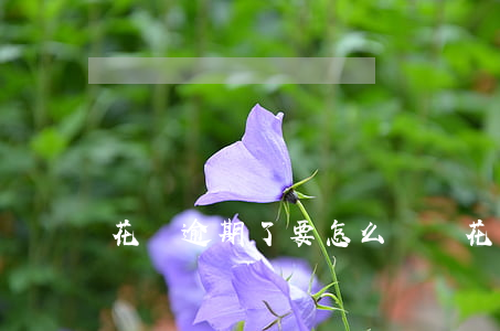 花唄逾期了要怎么還錢(花唄逾期了要怎么還錢)