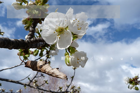 花唄逾期了轉(zhuǎn)下月還款