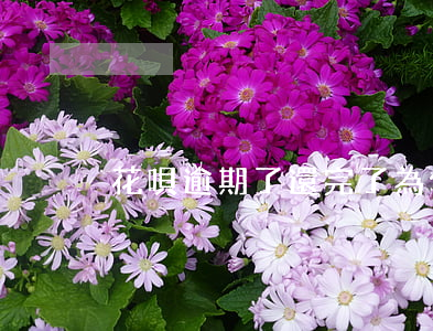 花唄逾期了還完了為什么不能用-