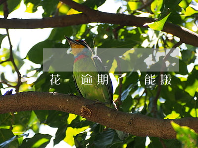花唄逾期了還能搬磚嗎(花唄逾期了還能搬磚嗎)
