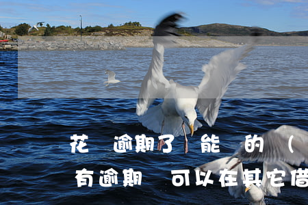 花唄逾期了還能貸的網(wǎng)貸(花唄有逾期還可以在其它借款平臺上借錢嗎)