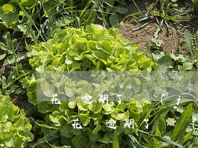 花唄逾期了還進(jìn)去還可以開通嗎-花唄逾期了還進(jìn)去還可以開通嗎安全嗎