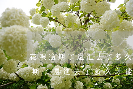 花唄逾期了還進去了多久才能用呀-花唄逾期了還進去了多久才能用呀