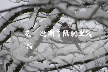 花唄逾期了限制坐火車嗎(花唄逾期了限制坐火車嗎)