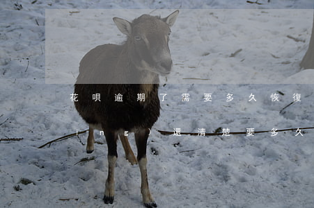 花唄逾期了需要多久恢復(花唄逾期已經(jīng)還清楚,要多久恢復使用)