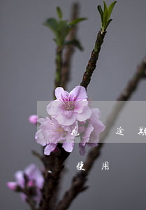 花唄逾期二個月還清了多久能恢復(fù)使用資格-花唄逾期二個月還清了多久能恢復(fù)使用資格
