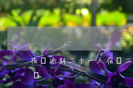 花唄逾期二十一天 花唄二十天沒(méi)還