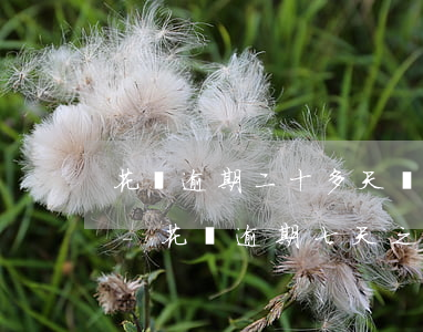 花唄逾期二十多天還清了芝麻分剩四百多分-花唄逾期七天之內(nèi)還清了 芝麻信用下降了