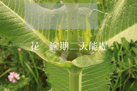 花唄逾期二天能提額嗎