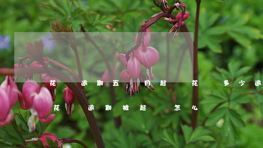 花唄逾期五個月起訴 花唄多少逾期會被起訴?花唄逾期被起訴怎么辦