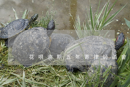 花唄逾期五年寄律師函會(huì)被起訴么