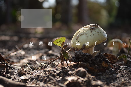 花唄逾期五年現(xiàn)在還進去還能用嗎