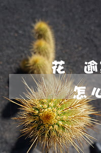 花唄逾期五月可分期嗎(花唄逾期五月可分期嗎怎么還)
