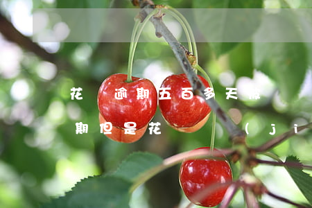 花唄逾期五百多天被凍結(jié)(沒有逾期但是花唄凍結(jié)了)