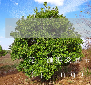 花唄逾期交通卡用不了(為什么花唄逾期已經(jīng)還了,但是用不了花唄)
