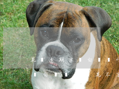 花唄逾期京東白條為什么花不了(花唄逾期京東白條為什么花不了)