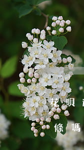 花唄逾期京東白條能用嗎(付唄可以用京東白條嗎)
