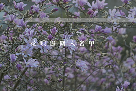 花唄逾期人名單