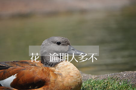 花唄逾期人多不