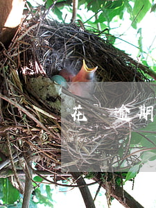 花唄逾期什么后果(花唄逾期后果知乎)