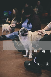 花唄逾期什么時(shí)候消失(花唄逾期多久被關(guān)停支付寶)