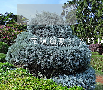 花唄逾期什么時候才能用