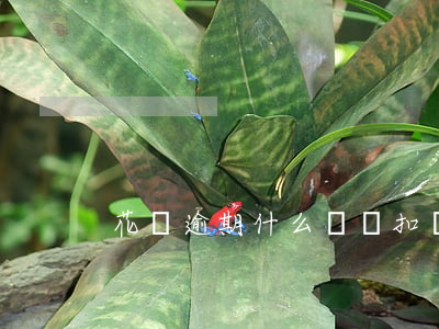 花唄逾期什么時間扣費(花唄到期幾點扣款)