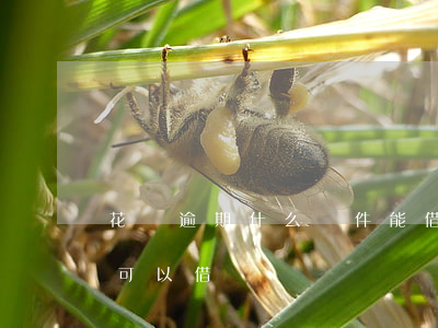 花唄逾期什么軟件能借錢(什么軟件逾期了還可以借錢)