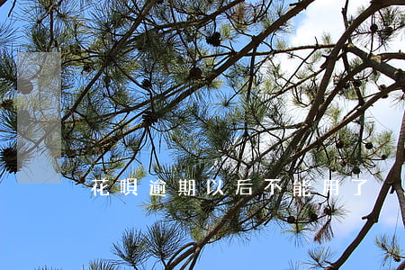 花唄逾期以后不能用了