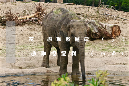 花唄逾期但是已經(jīng)還款(花唄已逾期但是我沒(méi)還款但是我今天看已還款)