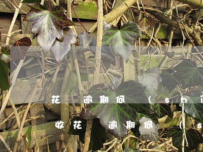 花唄逾期何時(shí)開(kāi)始催收(花唄逾期何時(shí)開(kāi)始催收)