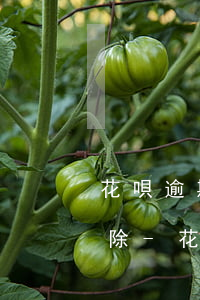 花唄逾期余額有錢怎么自動(dòng)扣除-花唄逾期余額有錢怎么自動(dòng)扣除了