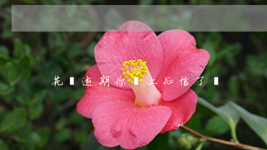 花唄逾期你們上征信了嗎