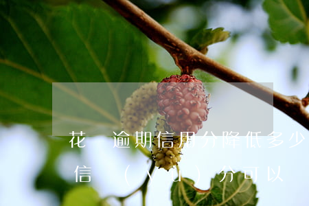 花唄逾期信用分降低多少(花唄逾期之后多少信譽(yù)分可以繼續(xù)使用)