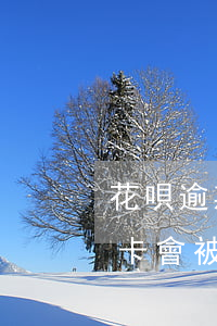 花唄逾期信用卡會被降額嗎-花唄逾期信用卡會被降額嗎?