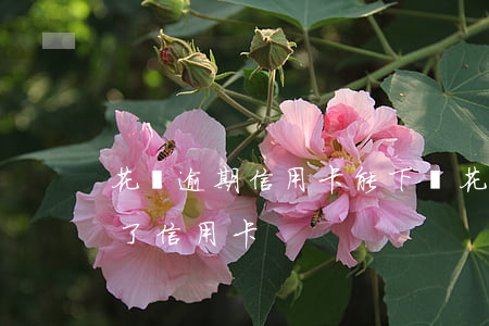 花唄逾期信用卡能下嗎(花唄逾期是不是辦不了信用卡)