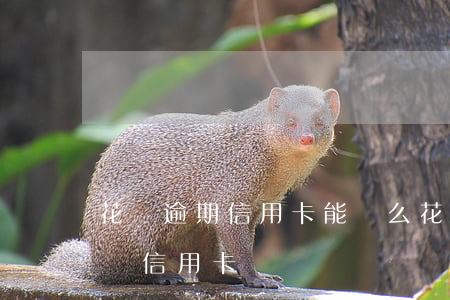 花唄逾期信用卡能辦么 花唄逾期可以申請哪個信用卡