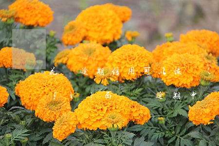 花唄逾期信用可以恢復(fù)嗎(花唄負(fù)面記錄逾期申訴成功恢復(fù)花唄額度)