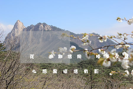 花唄逾期信用會掉多少(花唄逾期幾天會有什么后果?征信有影響)