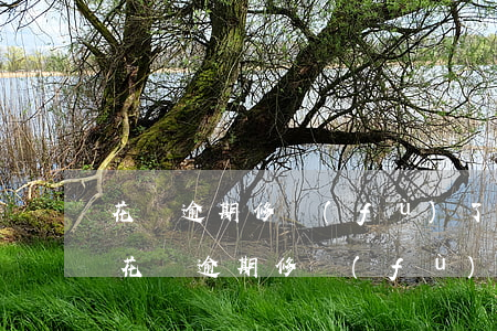 花唄逾期修復(fù)了為什么還不能用-花唄逾期修復(fù)了為什么還不能用了