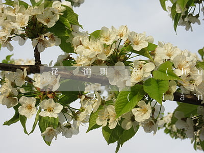 花唄逾期倆年會(huì)怎么樣(花唄逾期了幾天,現(xiàn)在還了,會(huì)影響使用嗎)