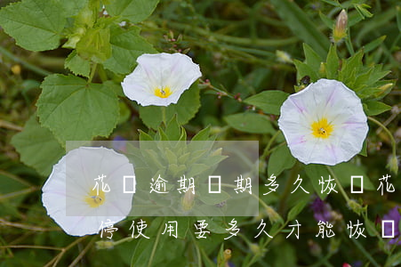 花唄逾期倆期多久恢復(花唄逾期兩天了被暫停使用要多久才能恢復)