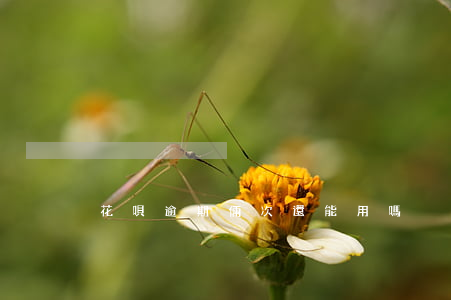 花唄逾期倆次還能用嗎