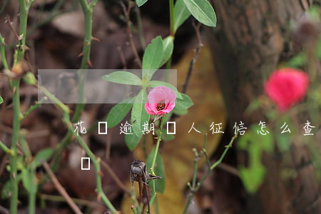 花唄逾期個人征信怎么查(怎么查花唄征信記錄)