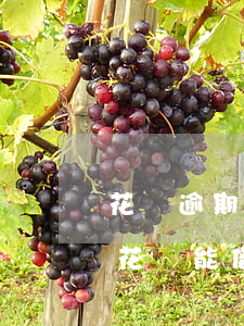 花唄逾期借唄可以借不(花唄借唄逾期了還了,花唄能借錢嗎)