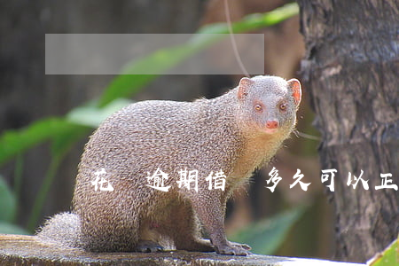 花唄逾期借唄多久可以正常使用-