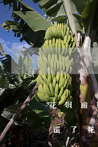 花唄逾期借唄的錢也要還嗎(花唄借唄逾期了還了,花唄能借錢嗎)
