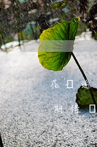 花唄逾期借唄還通借唄可以借錢嗎-花唄逾期借唄還通借唄可以借錢嗎安全嗎